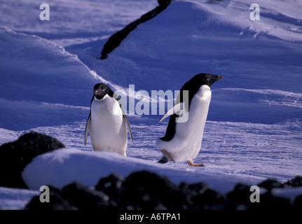 Antarktis, Ross Island, Cape Royds, Adelie-Pinguine am Kap Royds (Pygoscelis Adeliae) Stockfoto