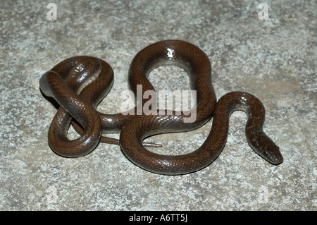 Indische glatte Schlange coronella brachyura Kind. nicht giftiger. Seltene Ort: Pune, Maharashtra, Indien Stockfoto