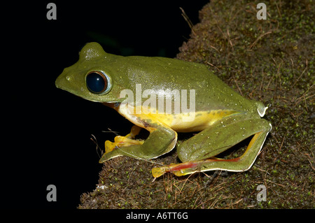 Malabar gleiten Frosch. Rhacophorus Malabaricus. Lokalität: Kodagu (Coorg) Karnataka, Indien Stockfoto