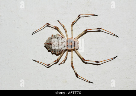 Spinne. Herenia Arten DORSALANSICHT. Lokalität: Kodagu (Coorg) Karnataka, Indien Stockfoto