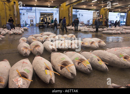 Japan zentralen Honshu Tokio Tsukiji Fischmarkt am frühen Morgen Thunfisch Auktion Großansicht mit Reihen von Fisch eingefroren Stockfoto