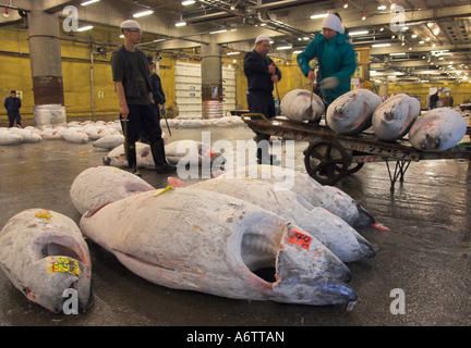 Japan zentralen Honshu Tokio Tsukiji Fischmarkt Thunfisch Auktion Arbeiter laden verbleibenden Tiefkühlfisch auf Wagen Stockfoto