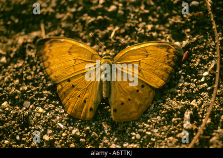 TAMIL YEOMAN Schmetterling Cirrochroa Thais auf Boden liegend. Stockfoto