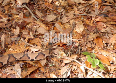 Schlange nördlichen Copperhead Mokassin schwer zu sehen, in Blätter Tarnung Stockfoto