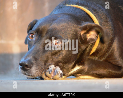 Des Hundes Kopfschuss in die Kamera schaut, während zur Festlegung, Mumbai. Stockfoto