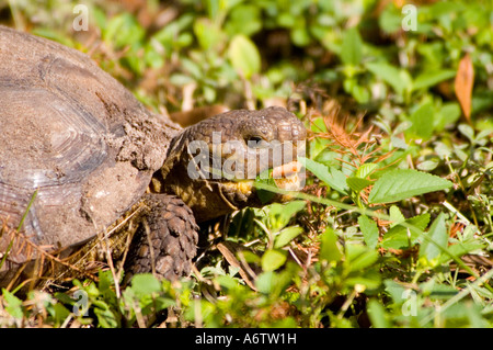 Gopher-Schildkröte füttern offenem Mund fl Natur Tierwelt Florida Vogelbeobachtung Stockfoto