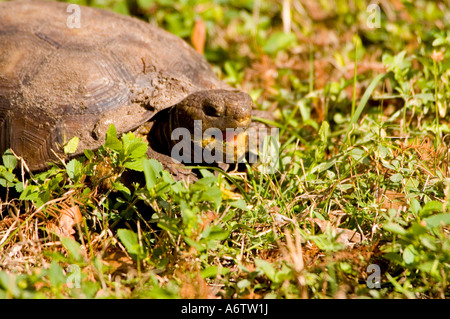 Gopher-Schildkröte füttern offenem Mund fl Natur Tierwelt Florida Vogelbeobachtung Stockfoto