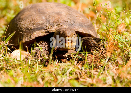 Gopher-Schildkröte füttern offenem Mund fl Natur Tierwelt Florida Vogelbeobachtung Stockfoto