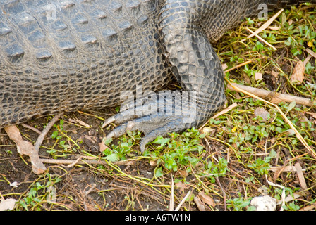Amerikanischer Alligator Mississippiensis Closeup des Fußes Krallen fl Natur Vogelbeobachtung Tierwelt florida Stockfoto
