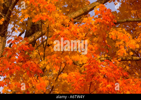 im Herbst leuchtend Orange Blätter fallen Laub ändern Herbst Herbstfarben helle tief orange Blätter Laub Änderung horizontale Su fallen Stockfoto