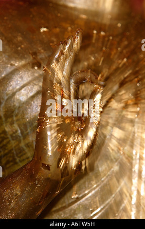 Vitarkamudra - zeigt Buddhas Hand mit Blattgold verziert die buddhistischen Geste des Unterrichts verziert mit Blattgold, Thailand, Stockfoto