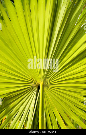 Sabal Palmetto Palme Wedel grün Muster Design Natur Detail Florida fl Stockfoto