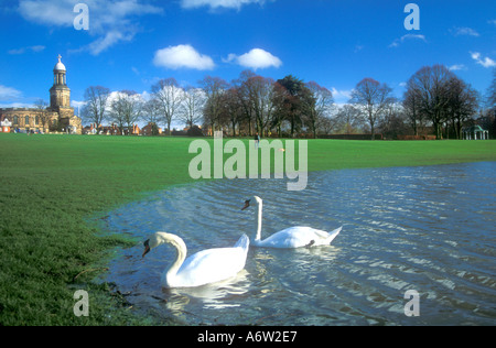 Shrewsbury Quarry Park in Flut Schwäne Fluss Severn Shropshire England UK Großbritannien GB Großbritannien britischen Inseln EU Stockfoto