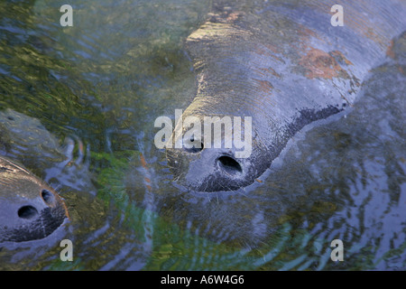 Westindische Manatee in Florida Karibik Trichechus Manatus unter USA kristallklaren Atlantik Golf tropischen marine Meer Wasser Stockfoto