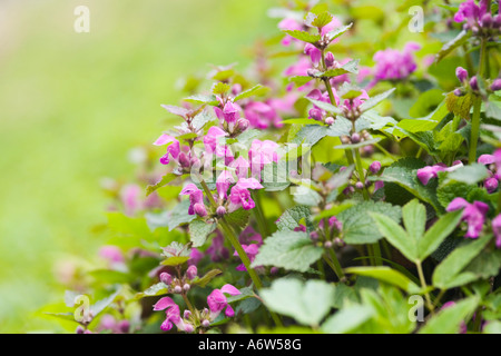 Gefleckte Toten Nessel (Lamium Maculatum) Stockfoto