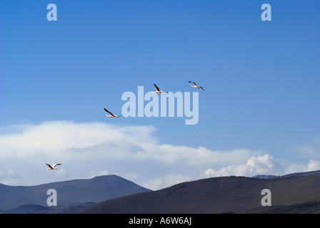 Anden-Flamingos (Phoenicopterus Andinus) fliegen Stockfoto