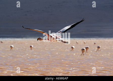 Anden Flamingo (Phoenicopterus Andinus) fliegen, Laguna Colorada, Hochland von Uyuni, Bolivien Stockfoto