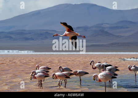 Anden Flamingo (Phoenicopterus Andinus), Laguna Colorada, Hochland von Uyuni, Bolivien Stockfoto