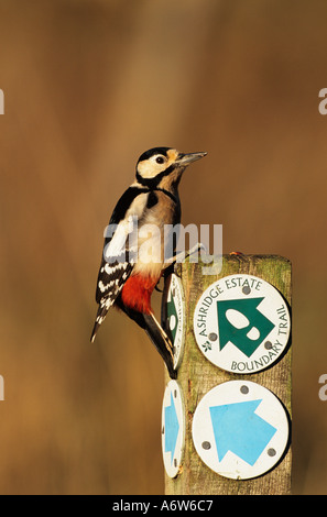 Buntspecht Dendrocopos major auf Fußpfadmarkierung Stockfoto