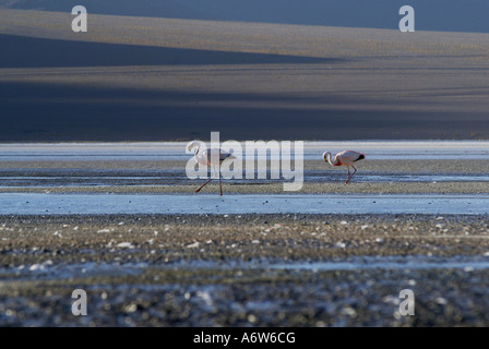 Anden-Flamingos (Phoenicopterus Andinus), Laguna Colorada, Hochland von Uyuni, Bolivien Stockfoto