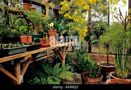 DAS GEWÄCHSHAUS IM WINTER MIT ACACIA BAILEYANA (COOTAMUNDRA-AKAZIE) GOLDEN MIMOSA Stockfoto