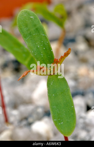 ACER PALMATUM SÄMLINGE (JAPANISCHER AHORN) Stockfoto