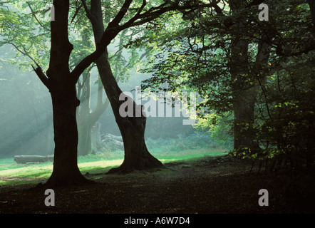Frithsden Beeches Fagus sylvatica an einem frühen Herbstmorgen im Oktober Ashridge Hertfordshire Stockfoto