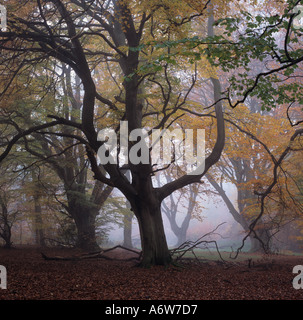 Frithsden Beeches Fagus sylvatica an einem frühen Herbstmorgen im Oktober Ashridge Hertfordshire Stockfoto