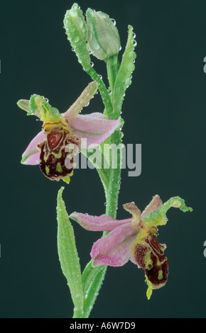 Bee Orchid Ophrys apifera – Nahaufnahme Stockfoto