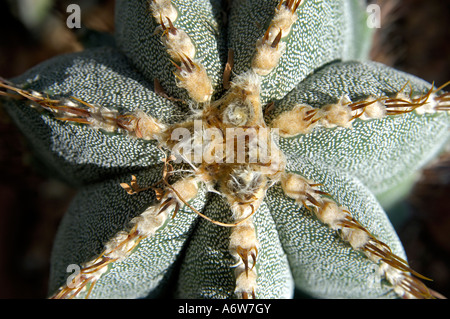 Star-Kaktus, Astrophytum Spec. Stockfoto