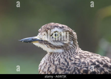 Porträt von einem Stein Brachvogel, Burhinus oedicnemus Stockfoto