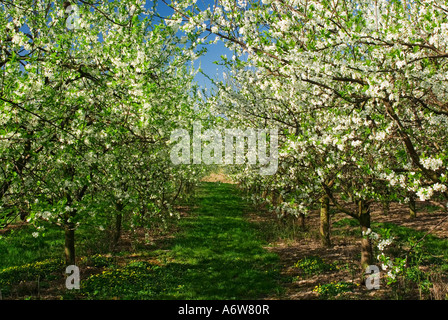 Blühende Kirschbäume, Altes Fläche in der Nähe von Hamburg, Niedersachsen, Deutschland Stockfoto