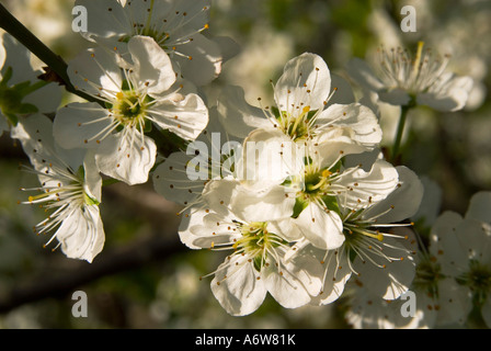 Blüten des Baumes Süßkirsche (Prunus Avium) Stockfoto