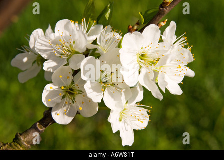 Blüten des Baumes Süßkirsche (Prunus Avium) Stockfoto