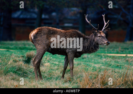 Rehe Weiden im Frühjahr an Richmond Surrey England Stockfoto