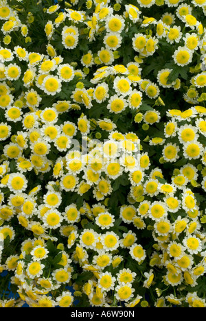 Chrysantheme ist un Bis 'winzigen gelben und weißen pompom Blumen full frame Hintergrund Stockfoto