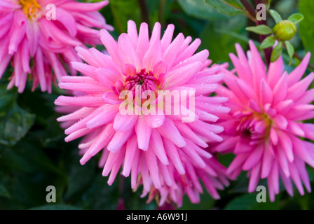 Dahlie 'Piper's Pink' Semikaktus-Dahlien Blumen, kakteen Dahlie in helles Neon rosa Farben Farben close-up. Stockfoto