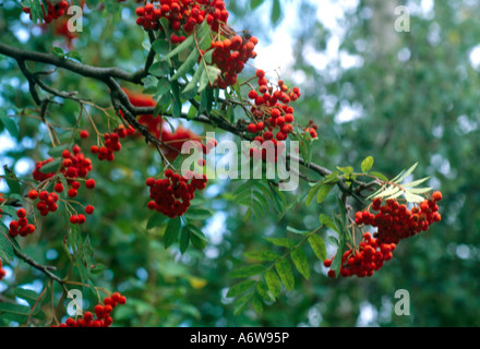 Vogelbeeren Stockfoto