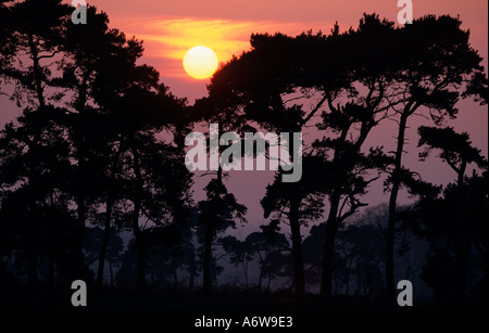 Scots Kiefer Pinus Sylvestris bei Sonnenuntergang Thetford Forest Norfolk Breckland UK Winter Stockfoto