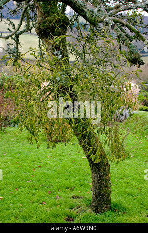 VISCUM ALBUM (MISTEL) WACHSEN AUF EINEM APFELBAUM Stockfoto