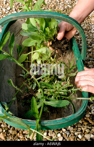 HESPERIS MATRONALIS VOLLER TRUG TRANSPLANTATIONEN SÜßE RAKETE UND VERBENA BONARIENSIS Stockfoto