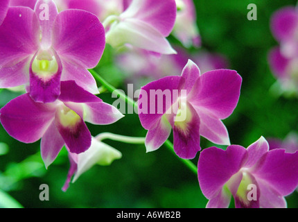 Orchideen in Singapore Botanic Gardens Stockfoto