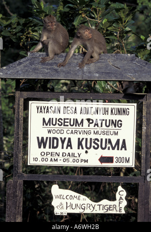 Asien, Indonesien, Bali, Ubud. Langschwanzmakaken in Sacred Monkey Forest Stockfoto