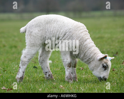 Ein kleines weißes Lamm essen den Rasen in einem Feld. Stockfoto