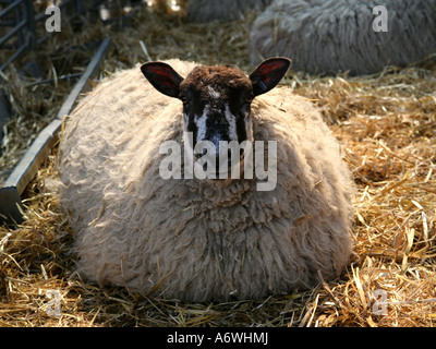 Ein großer schwanger Schaf in einer Scheune. Stockfoto