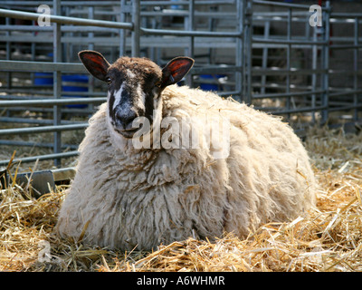 Ein großer schwanger Schaf in einer Scheune. Stockfoto