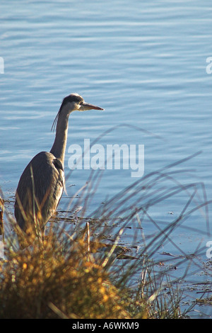 Graureiher stehen am Rand des Sees Stockfoto