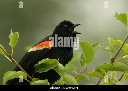Erwachsene männliche Rotschulterstärling Berufung Stockfoto