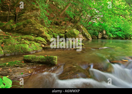 Fluss durch den Wald Rauschen Stockfoto