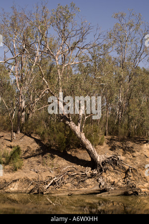 Erodierte Baumwurzeln an den Ufern des Flusses Campaspe, Victoria, Australien Stockfoto